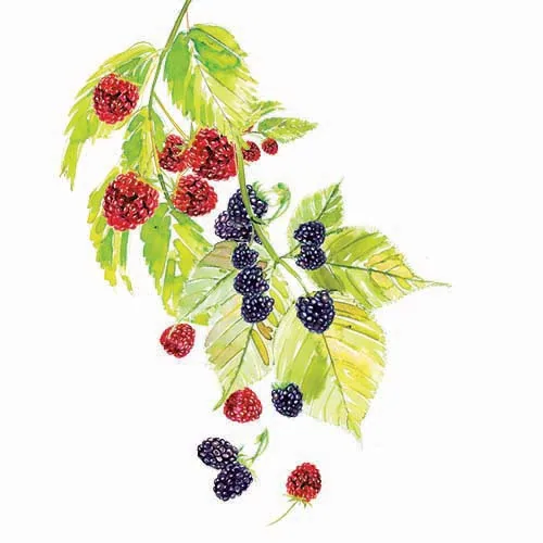 Food + Drink illustration by Samantha Hahn